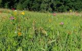 Wildflowers field view to the west