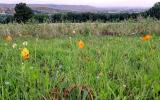 Wildflowers field view to the south