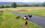Free range layers on the driveway going up to the villa