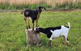 Brooks and Patches the goats playing with and munching a tree trunk