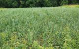 Oat field from 2013. will become the ancient Einkorn wheat in 2024