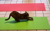 The tiny cat doing downward dog in a kitty style