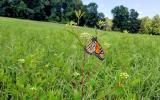 Monarch butterfly on a milkweed plant. You can find different butterflies from spring till late fall