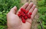 Raspberries in season can be found everywhere