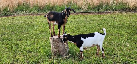 Brooks and Patches the goats playing with and munching a tree trunk