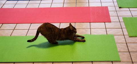 The tiny cat doing downward dog in a kitty style