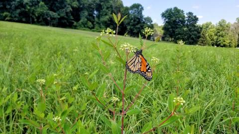 Monarch butterfly on a milkweed plant. You can find different butterflies from spring till late fall